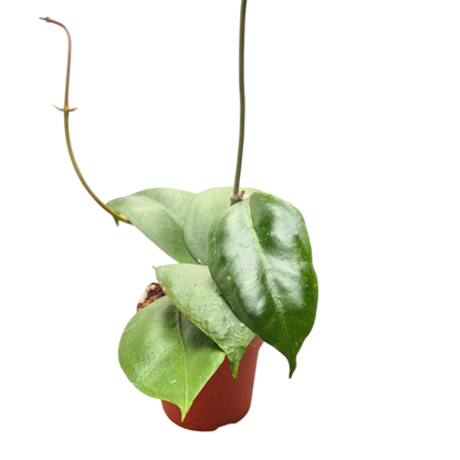 Hoya Sp. z o.o.