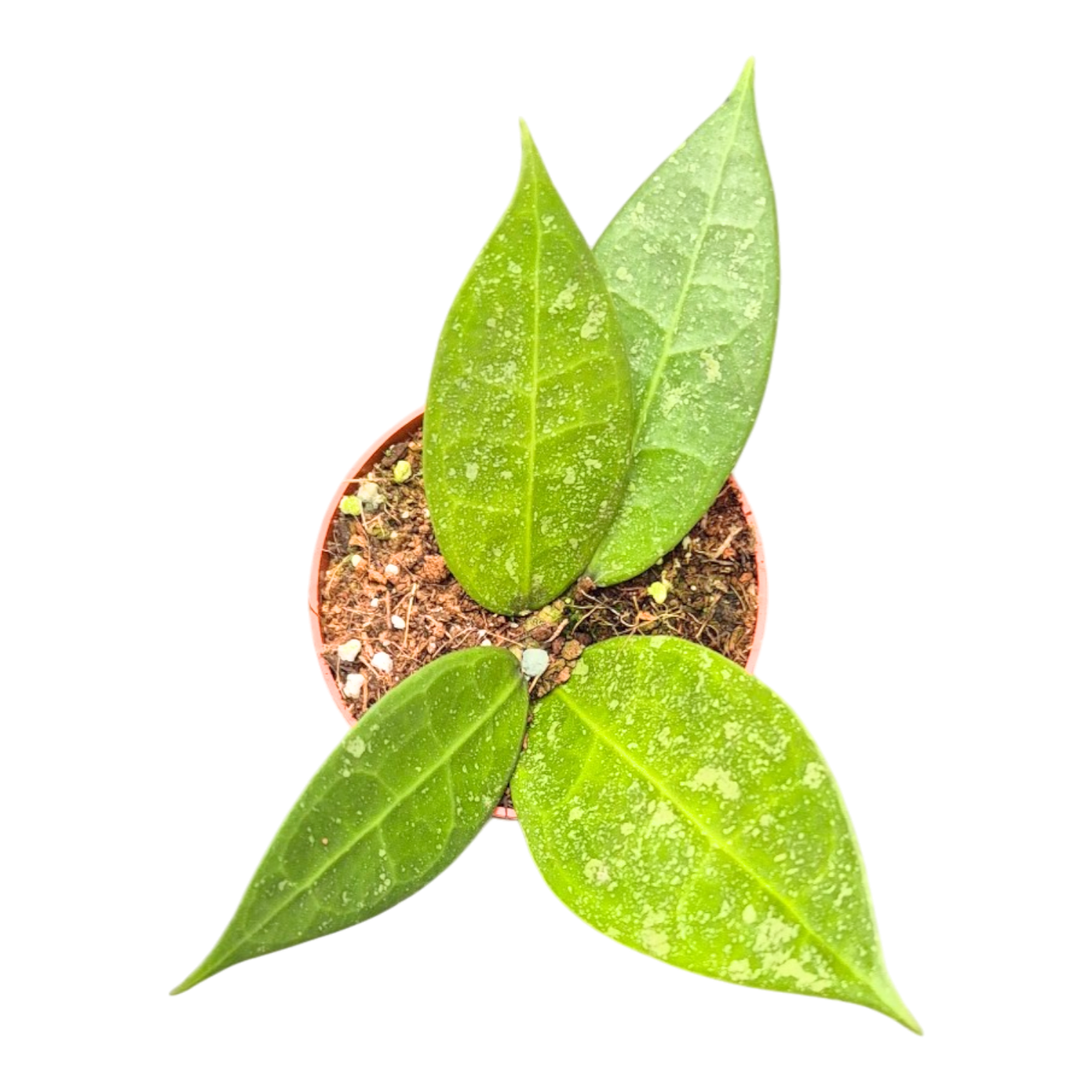 Hoya Sp. Lavia