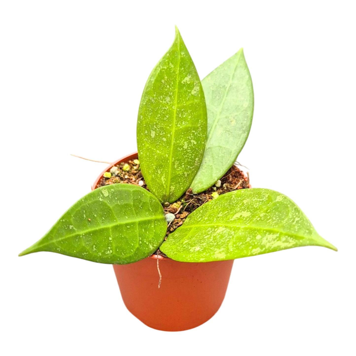 Hoya Sp. Lavia
