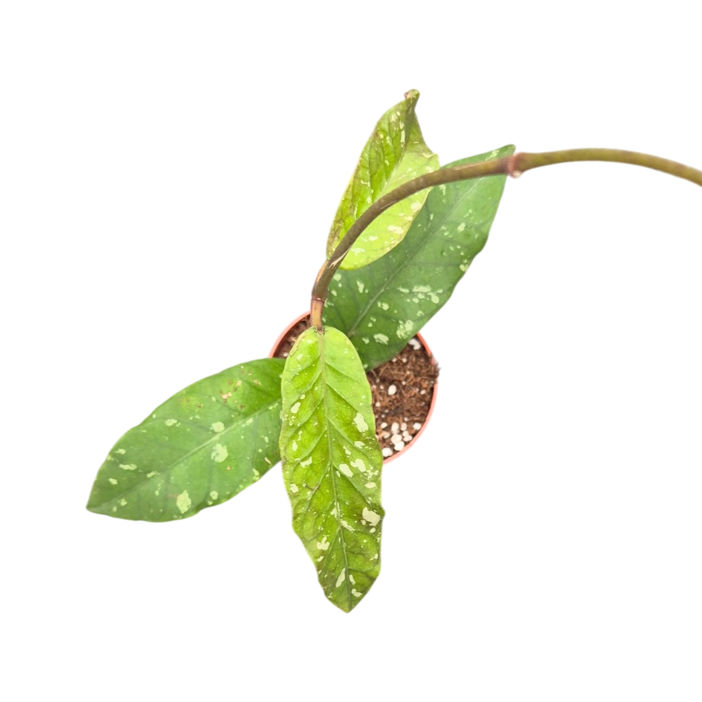 Hoya Sp Aceh Long Leaf
