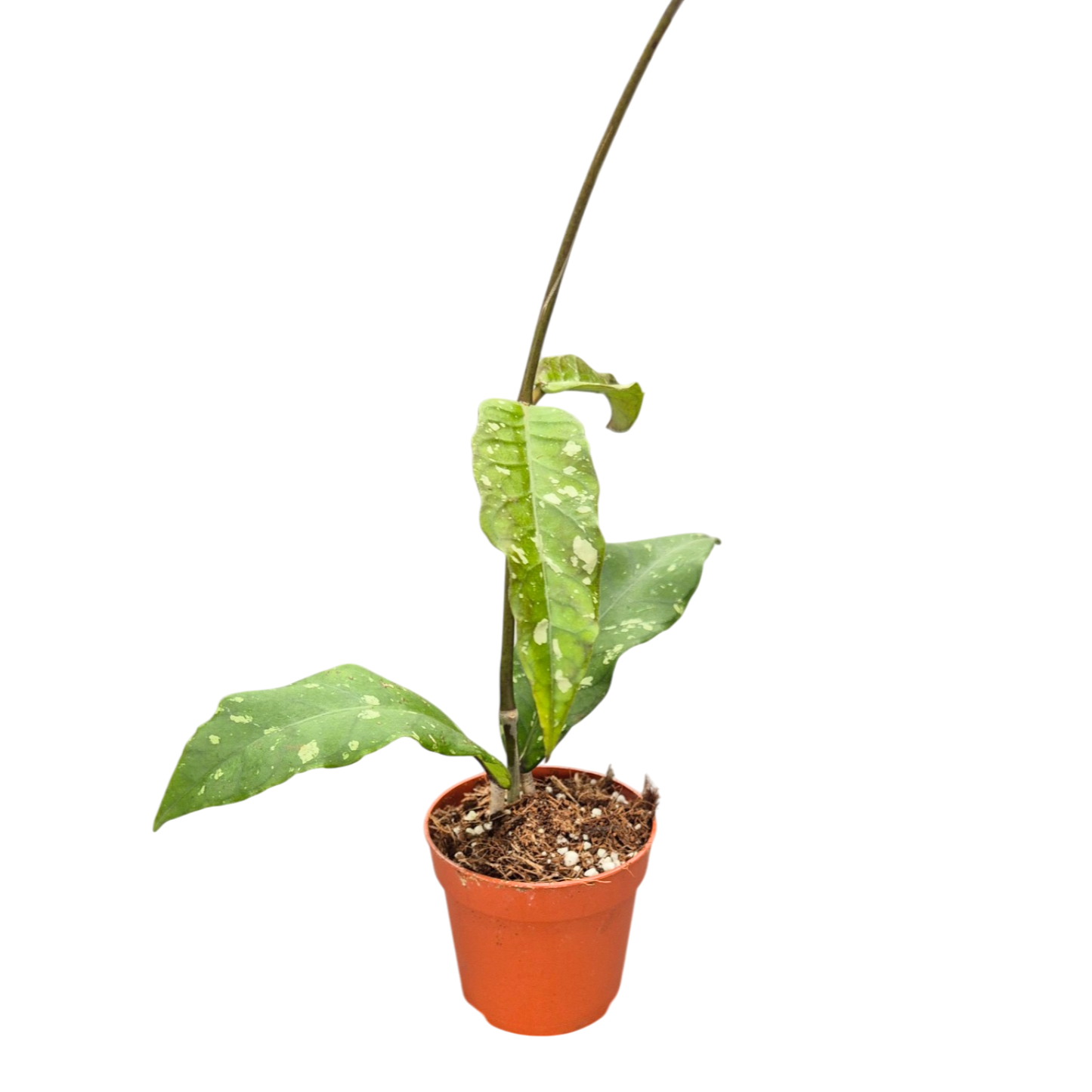 Hoya Sp Aceh Long Leaf