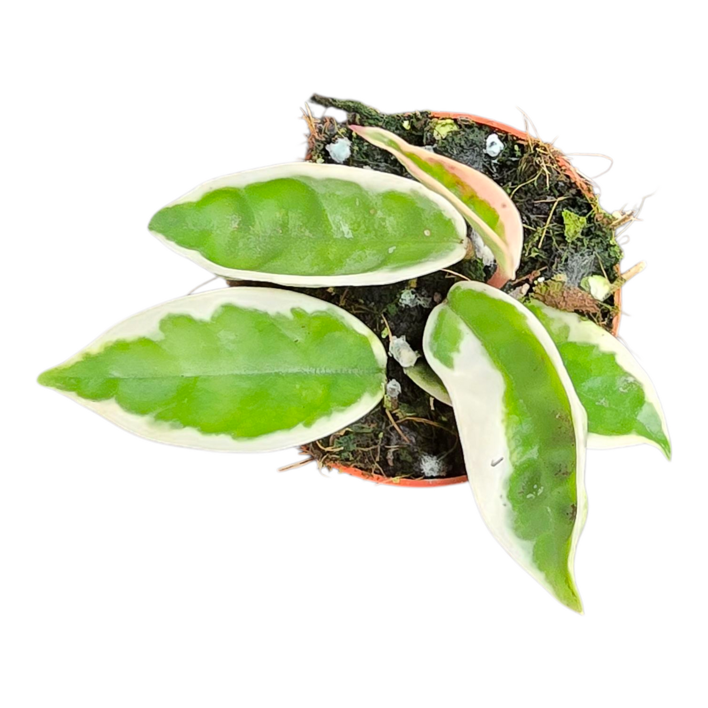 Hoya Suzie Q
