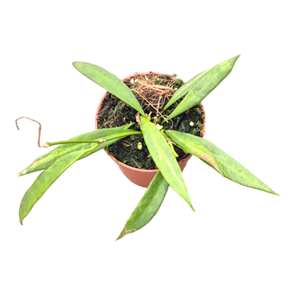 Hoya Tsangii
