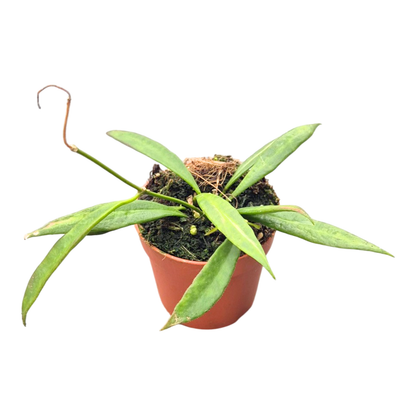 Hoya Tsangii