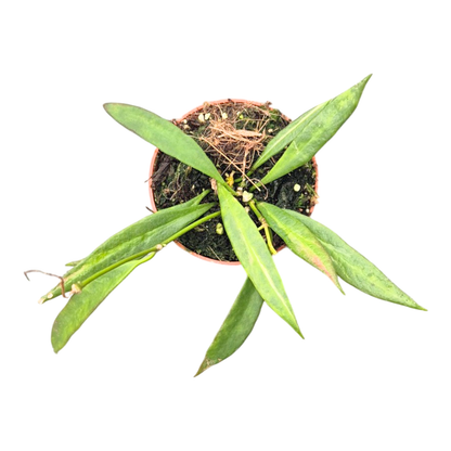 Hoya Tsangii