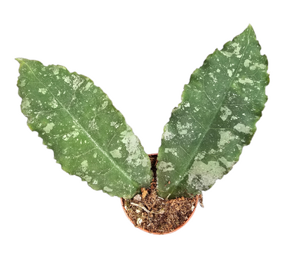 philodendron undulata Hoya Undulata Splash – Casa Botanica