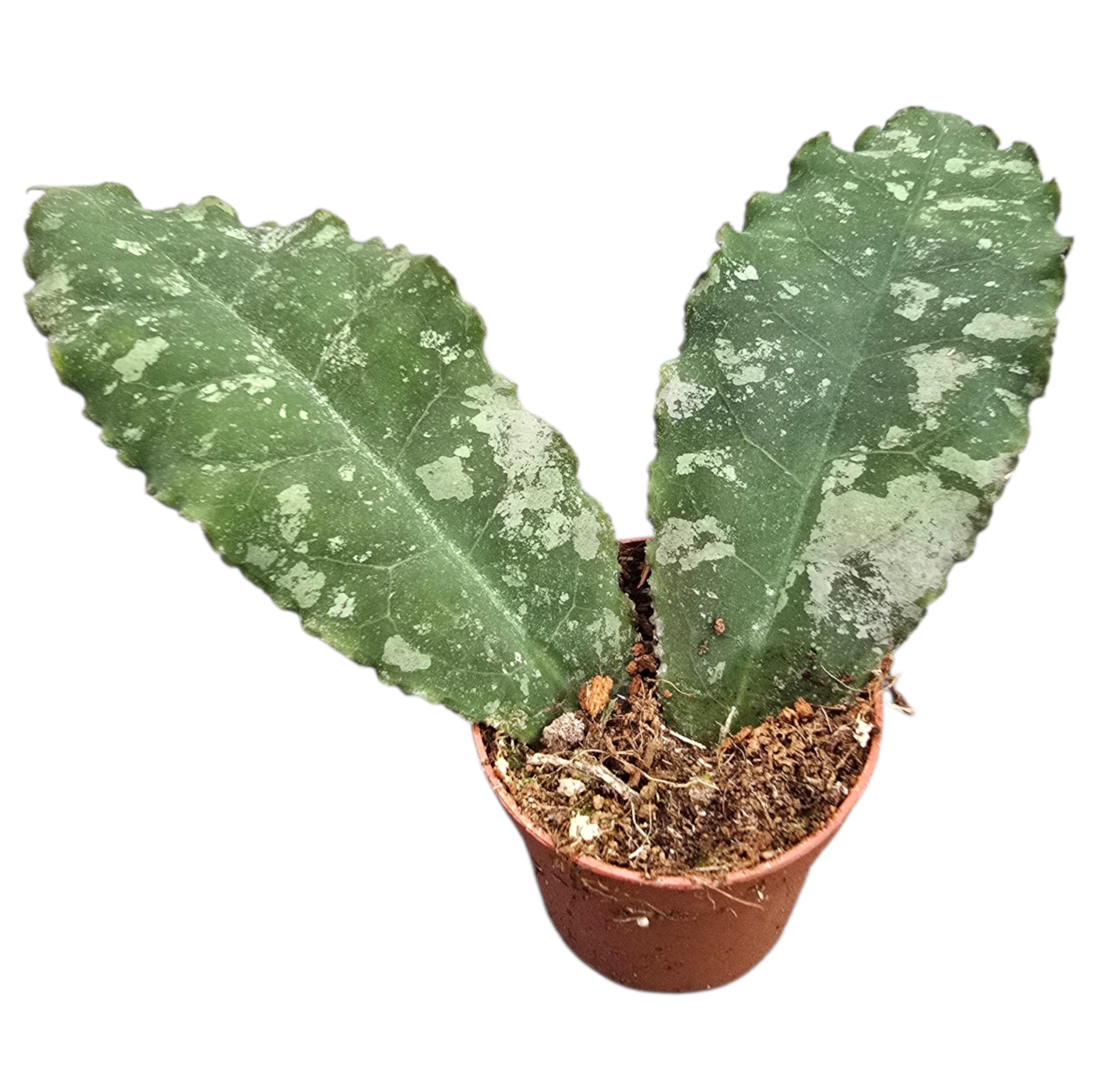 philodendron undulata Hoya Undulata Splash – Casa Botanica