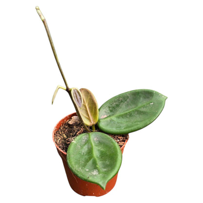 Hoya Vangviengiensis