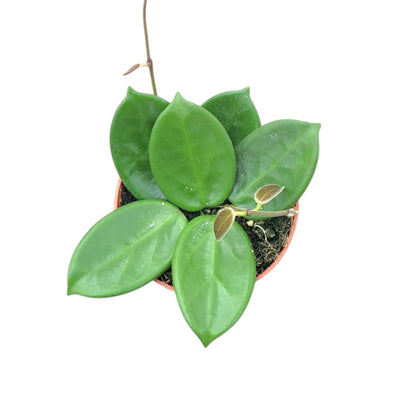 Hoya Vangviengiensis