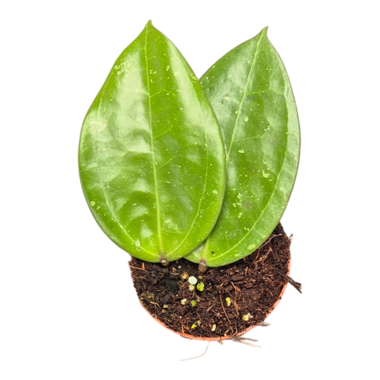 Hoya Verticillata Hijau