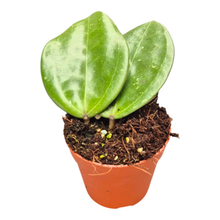 Hoya Verticillata Hijau