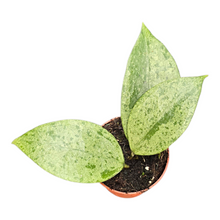 Hoya Verticillata Nganjuk Splash