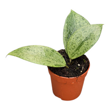 Hoya Verticillata Nganjuk Splash