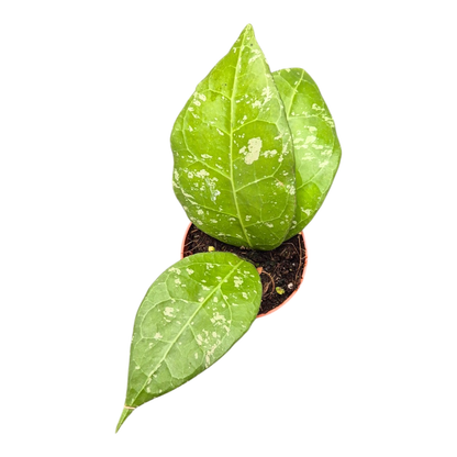 Hoya Verticillata sp. z Lampungi