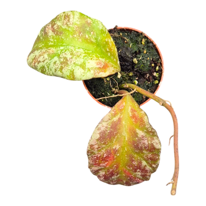 霍亞·韋曼尼亞·卡普阿斯