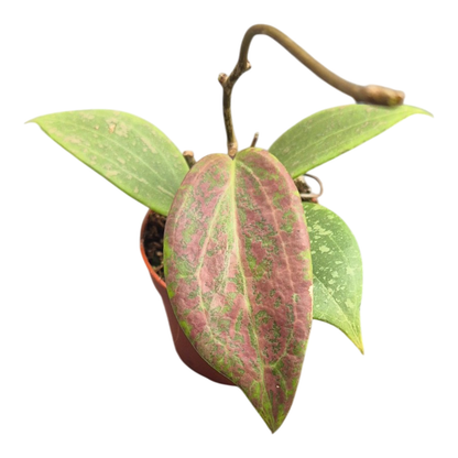 Hoya Wibergiae