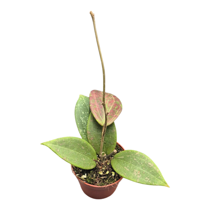 Hoya Wibergiae