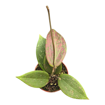 Hoya Wibergiae