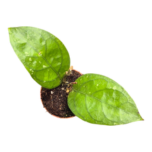 Hoya sp. Aceh