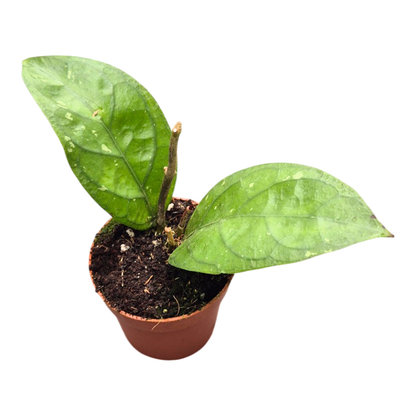 Hoya sp. Aceh