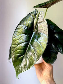 Alocasia Green Unicorn