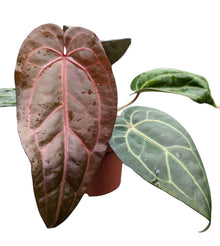 DocBlock Anthurium Michelle® '1' X DocBlock Zara® '3'