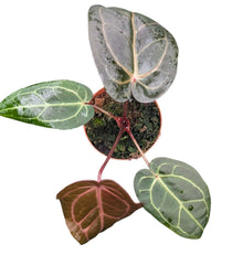 DocBlock Anthurium Michelle® '1' X DocBlock Zara® '3'