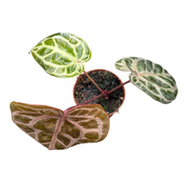 DocBlock Anthurium Red Crystal® '12'