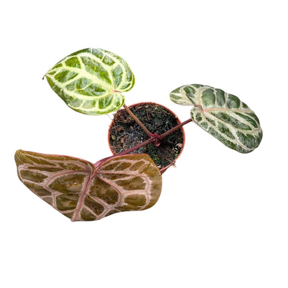 DocBlock Anthurium Red Crystal® '12'