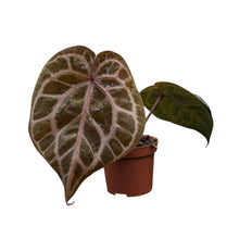 DocBlock Anthurium Red Crystal® '12'