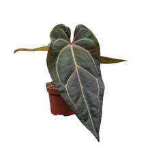 DocBlock Anthurium Zara® '29' X Purple Rain® '27'