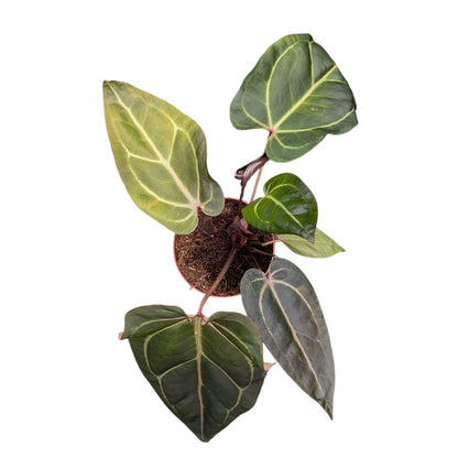 DocBlock Anthurium Zara® '29' X Purple Rain® '27'