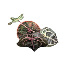DocBlock Anthurium Minerva® '20' X Michelle® '10'
