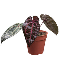 DocBlock Anthurium Zara® '33' X Home, Sweet Home® '32'