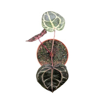 DocBlock Anthurium Zara® '33' X Home, Sweet Home® '32'