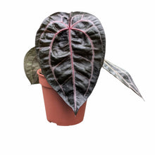 DocBlock Anthurium Minerva® '20' X Michelle® '10'