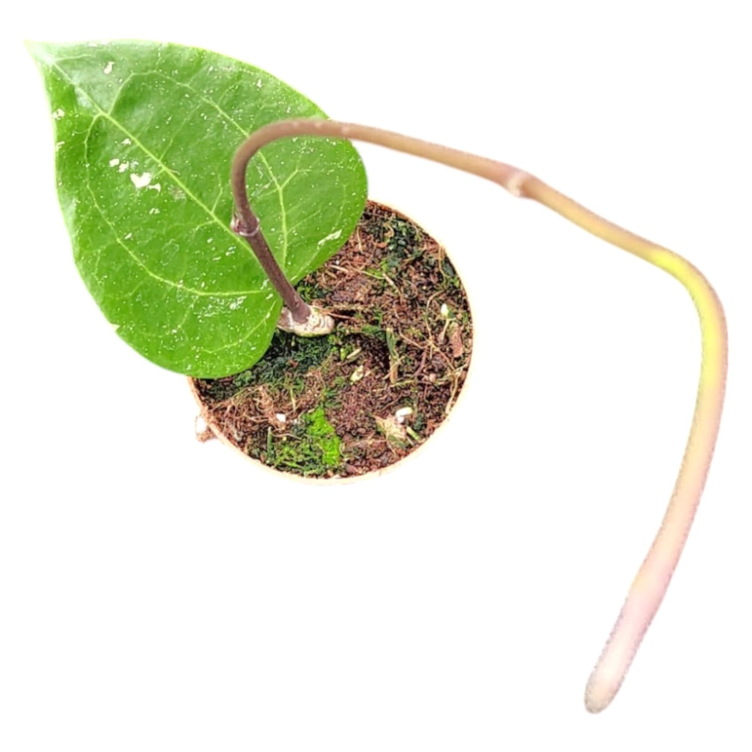 manbororoさん専用＊ホヤ ＊Hoya ＊ Padang 【公式通販】