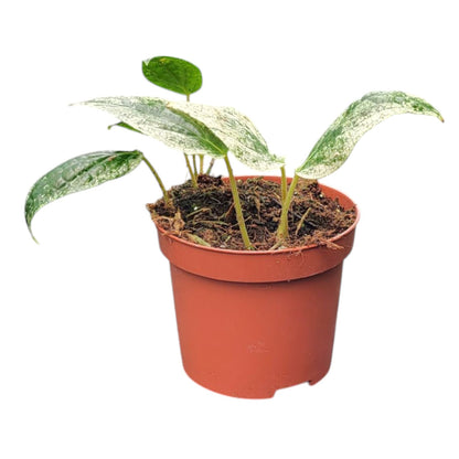 Piper Macropiper Variegata