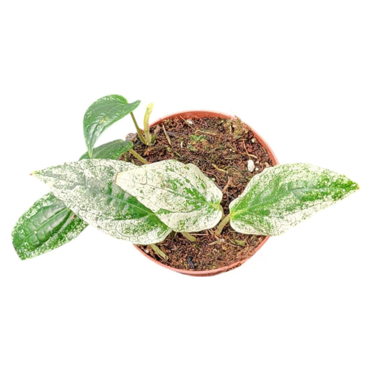 Piper Macropiper Variegata