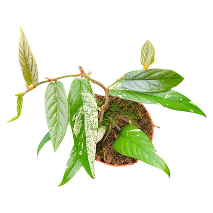 Ficus Sagittata Variegata
