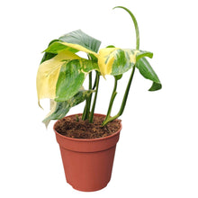 Monstera Lechleriana Variegata