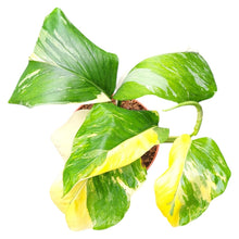 Monstera Lechleriana Variegata