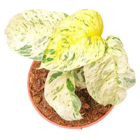 Rhaphidophora Puberula Variegata