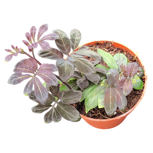 Solanum Uleanum