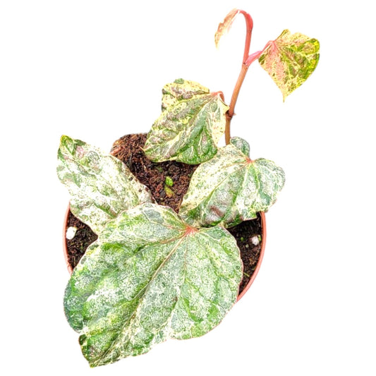 Piper Sylvaticum Variegata