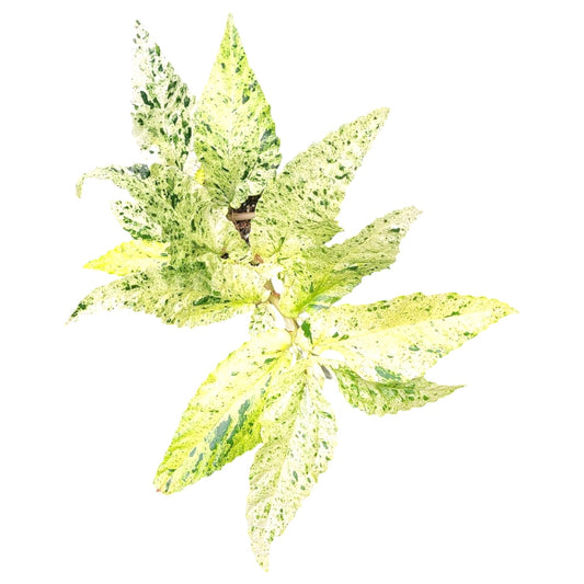 Pellionia Repens Variegata