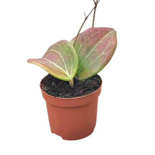 Hoya Merrilli