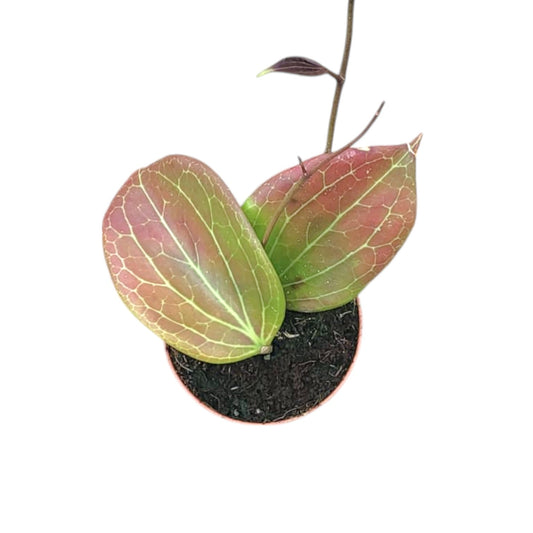 Hoya Merrilli