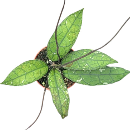 Hoya Clemensorium Sumatra