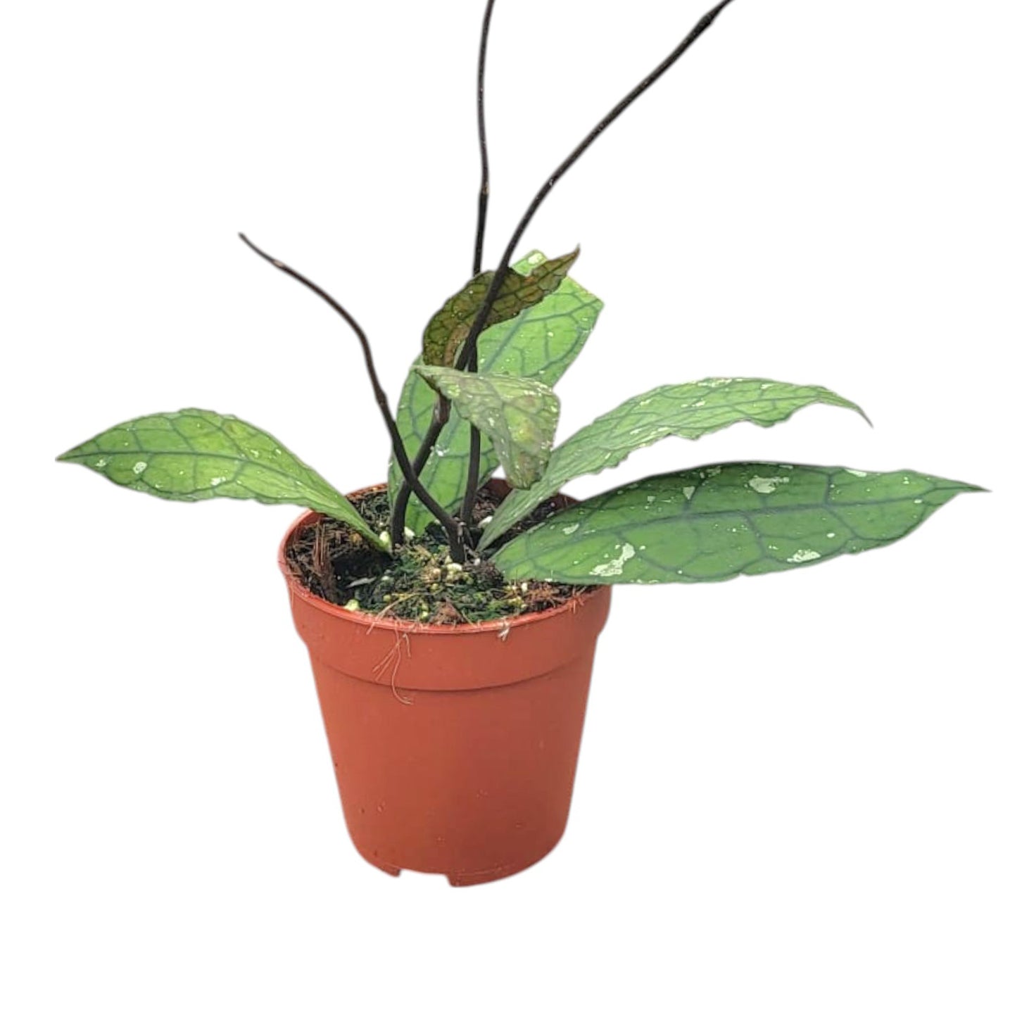 Hoya Clemensorium Sumatra – Casa Botanica